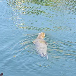 Llame al 877-525-0700